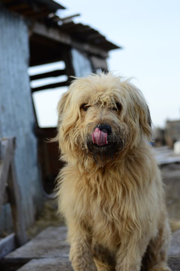 Dog in the shelter against the background of the booth. Vertically stock image