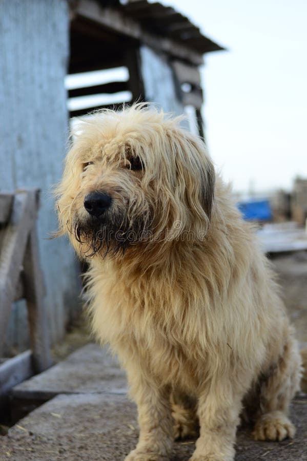 Dog in the shelter against the background of the booth. Vertically stock photos