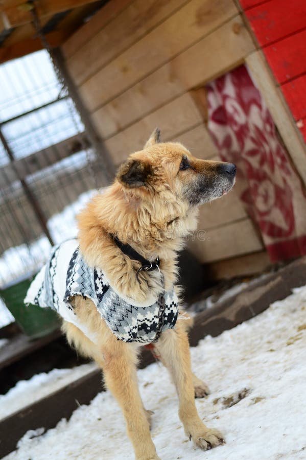 Dog in the shelter against the background of the booth. Vertically stock photography