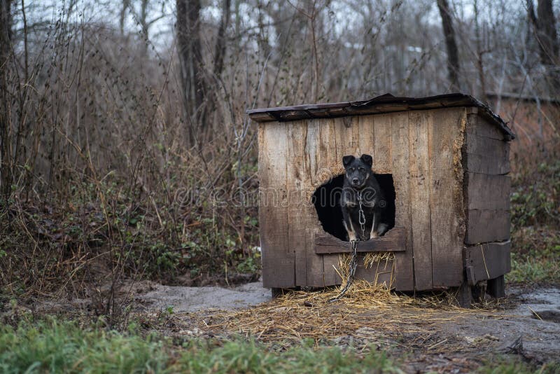 A dog sits in a booth on a chain. A black dog peeks out from the booth to the street. The black dog is in the booth royalty free stock image