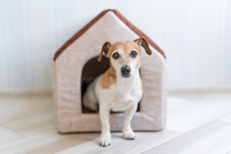 Dog sitting in pet booth. Cozy house inside interior. sunny daylight room royalty free stock images