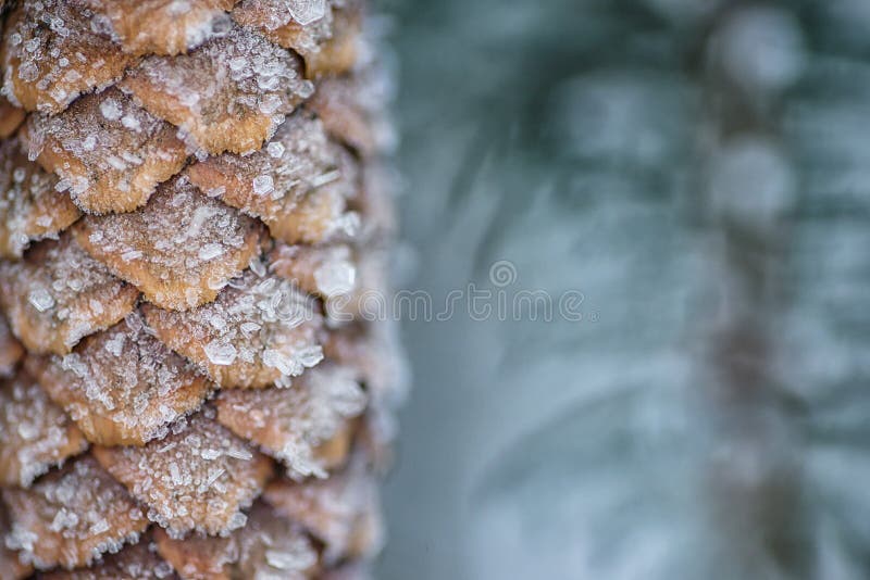 Frozen coniferous branches with frozen cone in white winter, winter background.  stock photography
