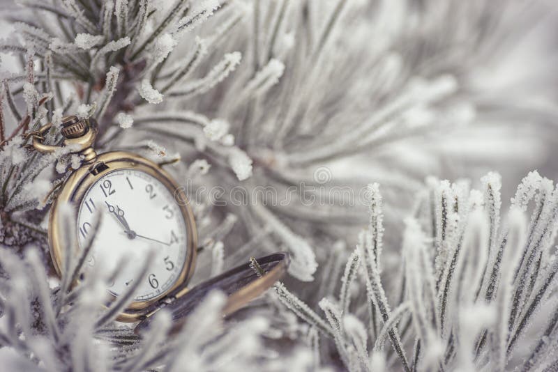Frozen coniferous branches with pocket watch in white winter, winter and happy new year background.  royalty free stock photos