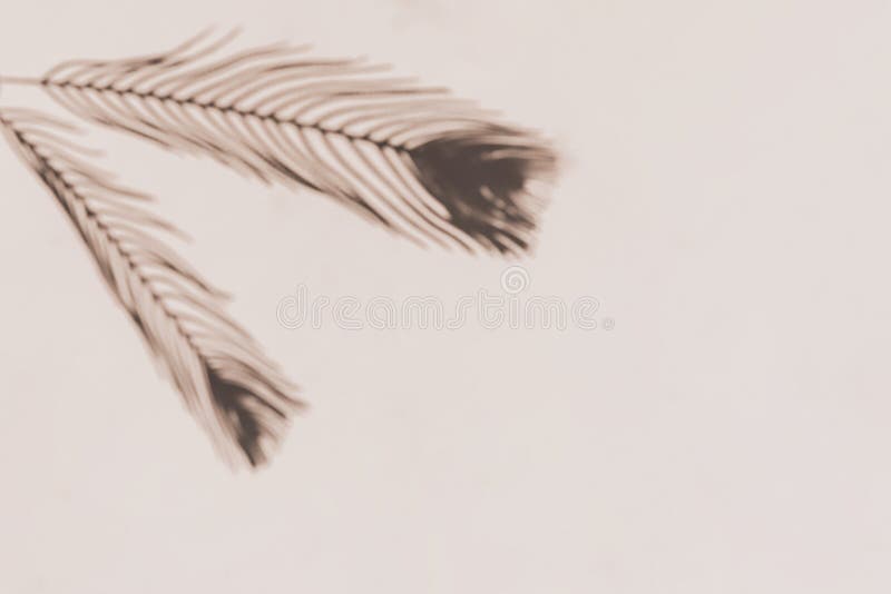 Grey shadows of the peacock feathers on beige wall background. Abstract natural border or frame. Grey shadows of the peacock feathers on beige wall background stock photos