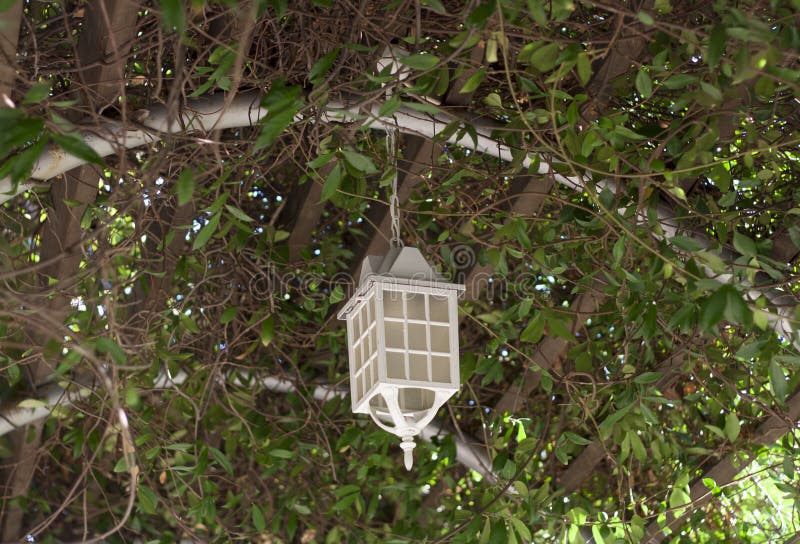 Lamp on the tree summer veranda overgrown with lanterns hanging from tree royalty free stock photo