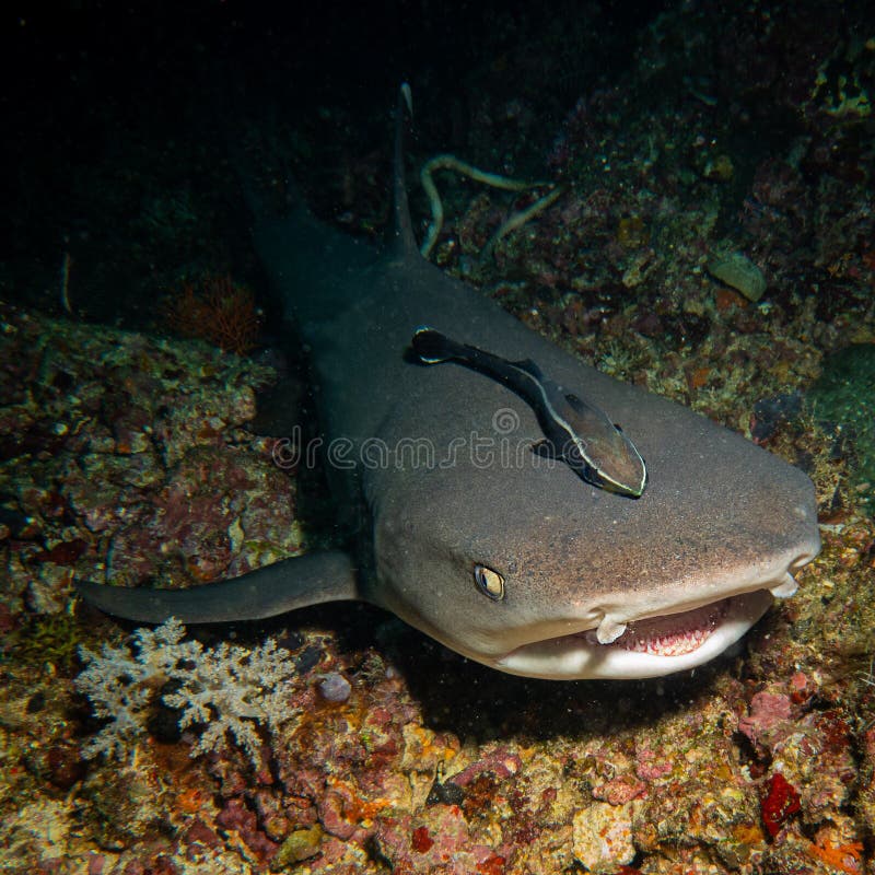 A large gray shark lies at the bottom. A large gray shark lies at the sand bottom on  Mabul island. Sea life royalty free stock photos