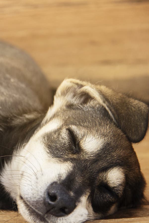 Little yard puppy dog sleeps in the booth. The concept of homeless animals. Animal protection.  stock photos