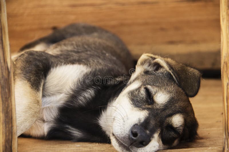 Little yard puppy dog sleeps in the booth. The concept of homeless animals. Animal protection.  royalty free stock photography