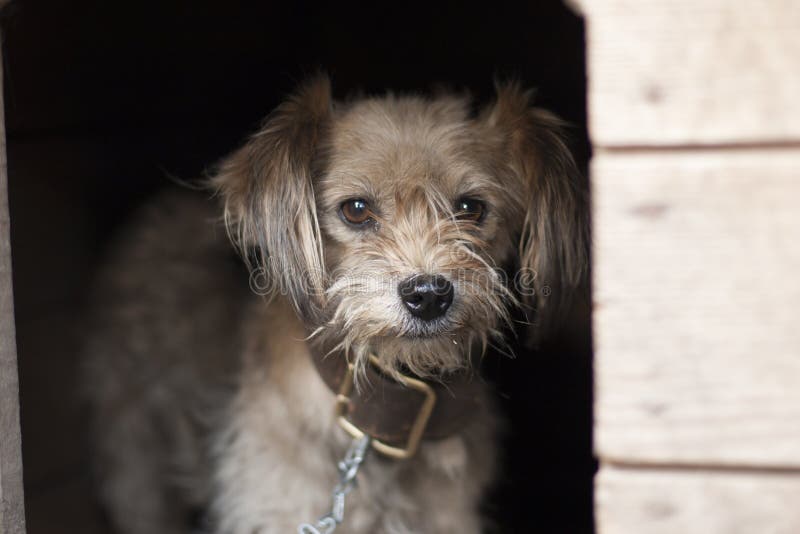 Lonely dog watching out of his kennel. Little sad dog on chain sitting in booth. Lonely dog watching out of his kennel. Little sad dog on chain in booth royalty free stock photos