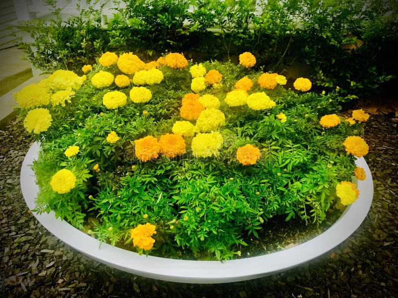 Garden landscaping. Stone flower pot of marigolds. Orange and yellow Marigolds in stone flowers pot. Marigolds, originally called “Mary’s Gold”, are one stock photos