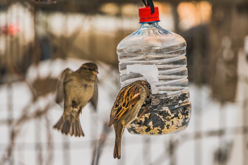 A pair of gray and brown sparrows is in the transparent plastic bottle feeder house in the park in winter stock photo