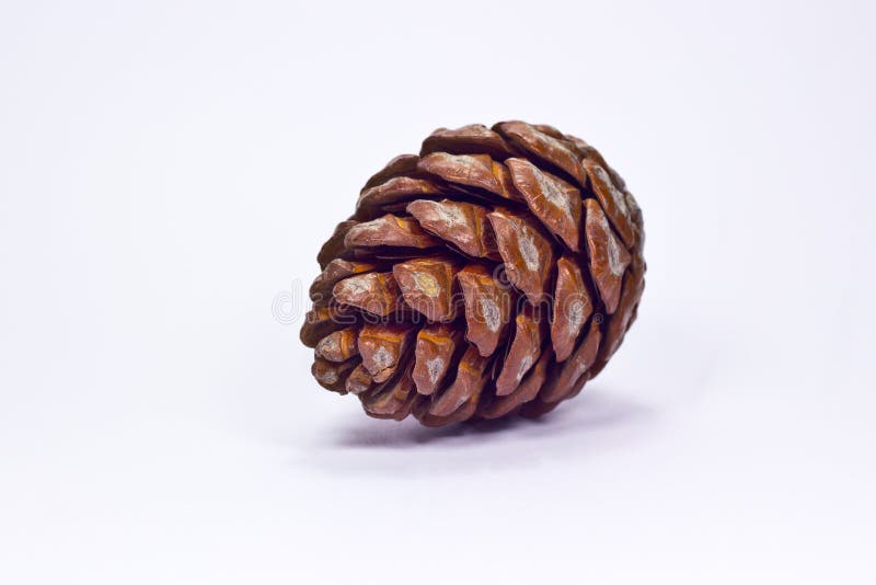 Pine cone royalty free stock photography