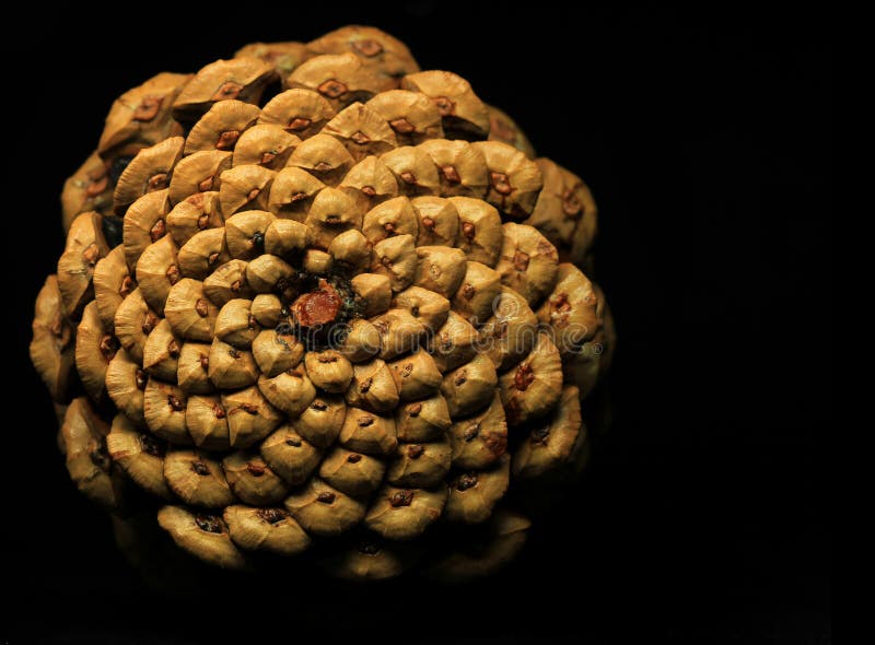 Pine cone on black stock images