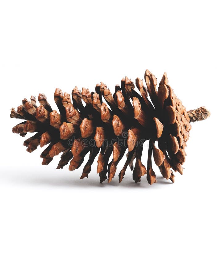Pine cone royalty free stock image
