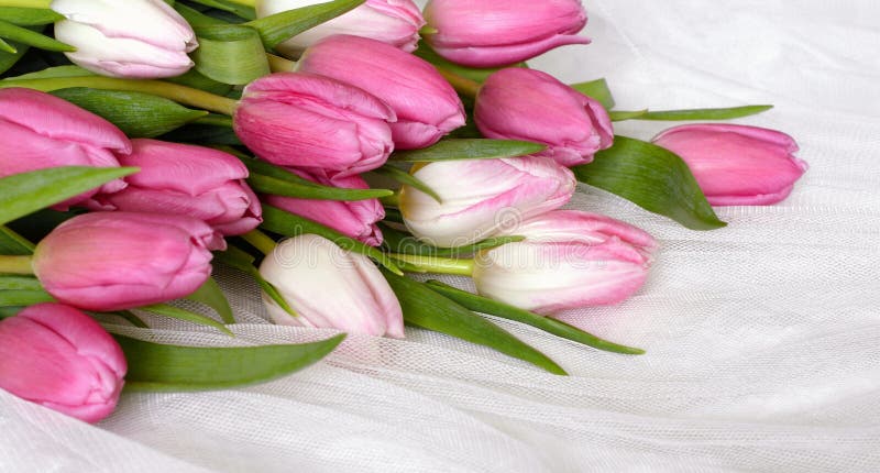 Pink tulip flowers on white tulle stock images