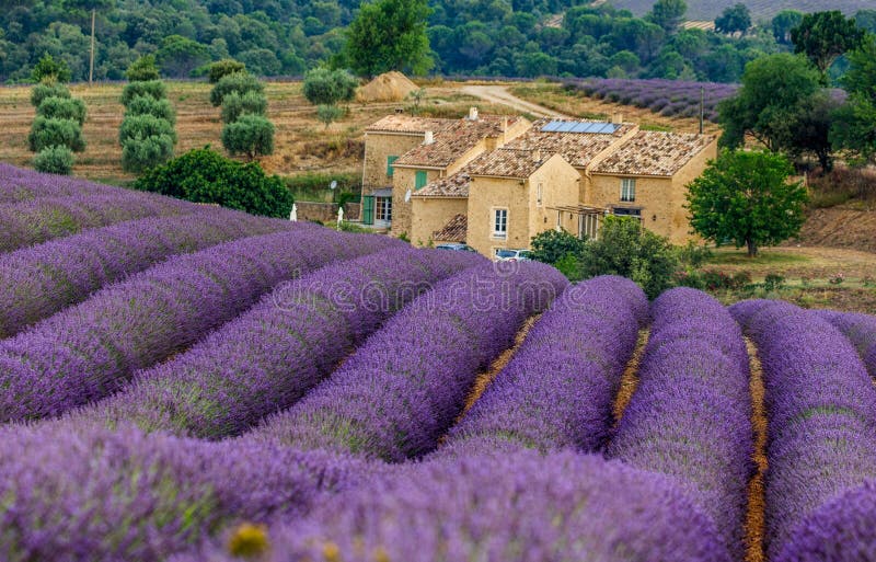 Beautiful village house among the lavender fields. PLATEAU VALENSOLE, FRANCE – 09 JULY 2019: Beautiful village house among the lavender fields. 09 July, 2019 royalty free stock photos