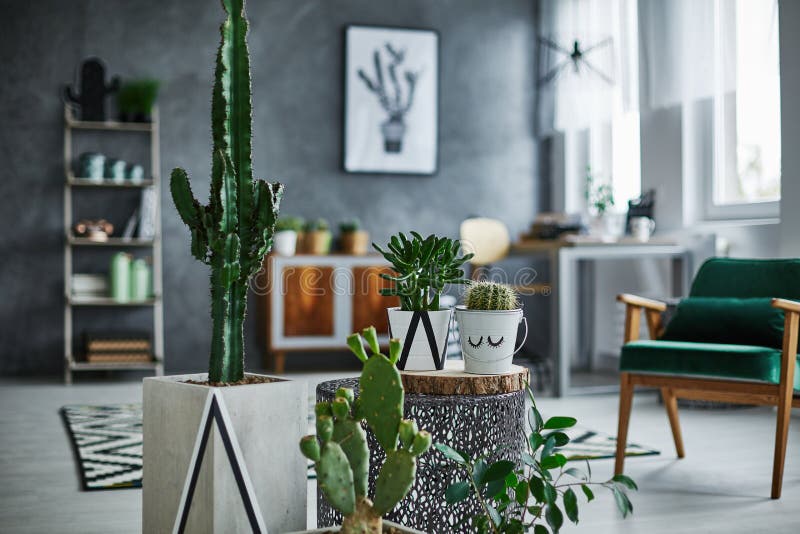 Room with cacti decorations. Modernly designed room with cacti decorations stock images