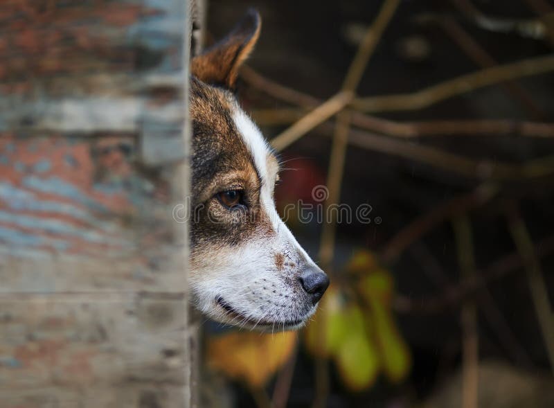 Sly dog funny peeking out of his booth in rainy weather. Cute sly dog funny peeking out of his booth in rainy weather stock photography