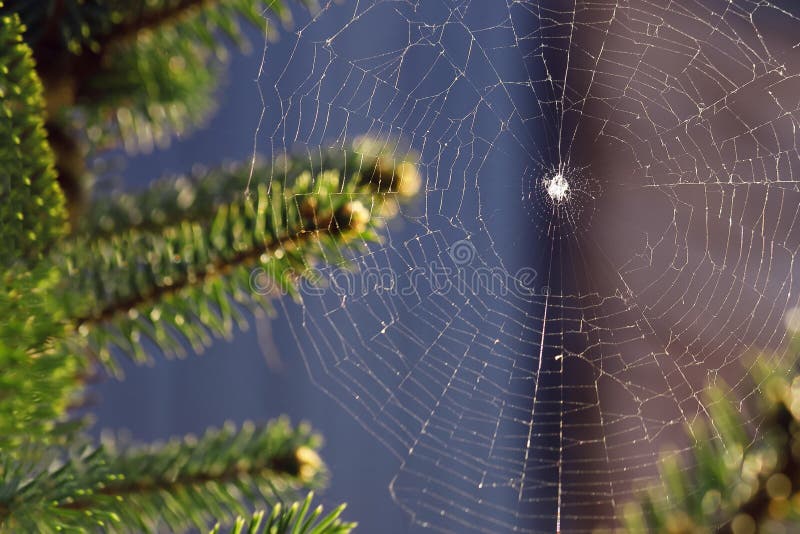 Spider web between coniferous branches against the background of the sun.Selective focus.Close up. Spider web between coniferous branches against the background royalty free stock image