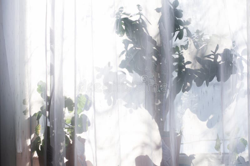 White curtain lace transparency. light pass through window and tulle making house plants silhouette stock image