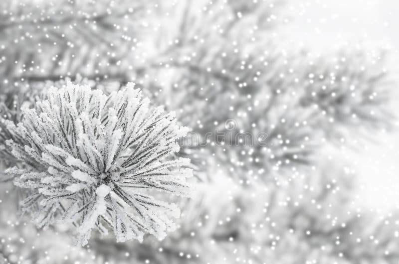 Winter Background. With frozen coniferous branch. Plentiful hoarfrost royalty free stock image
