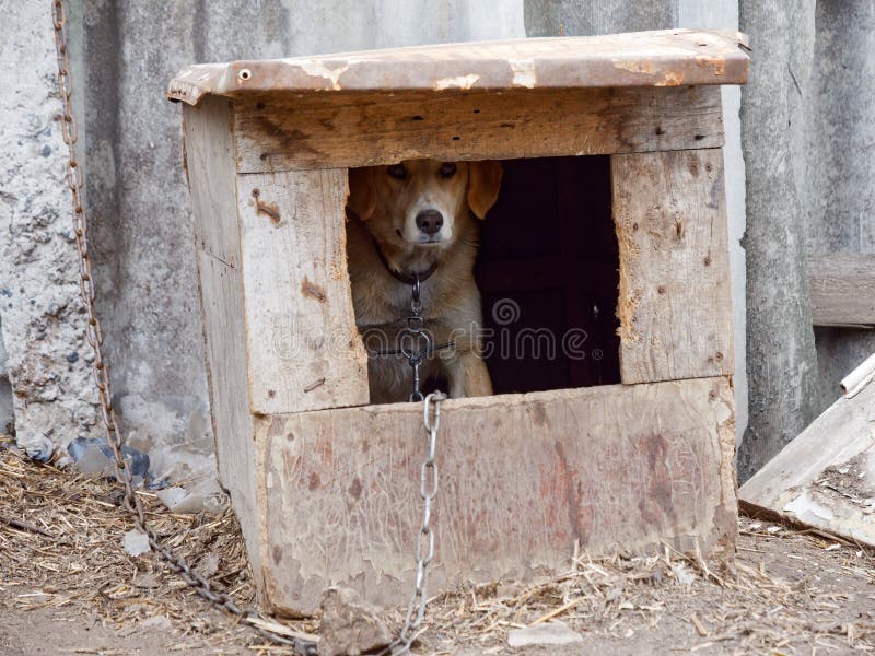 Yard dog watchman in the yard booth. 2020 stock photo