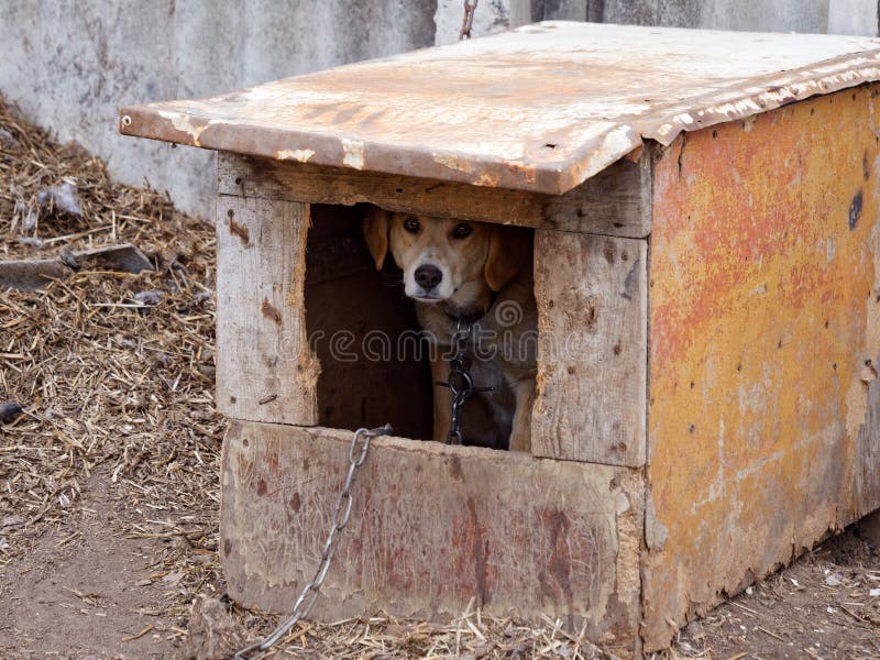 Yard dog watchman in the yard booth. 2020 stock images