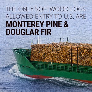 The only softwood logs that are allowed entry into the U.S. are the Monterey Pine