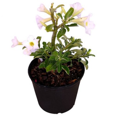 Adenium White (Seed Grown) - Adenium obesum, Desert Rose Plant