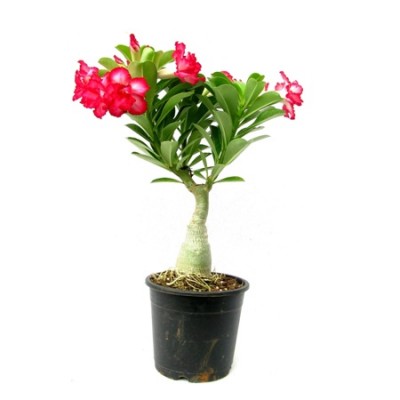 Adenium Phet Mong Kon(Grafted) - Adenium obesum, Desert Rose Plant