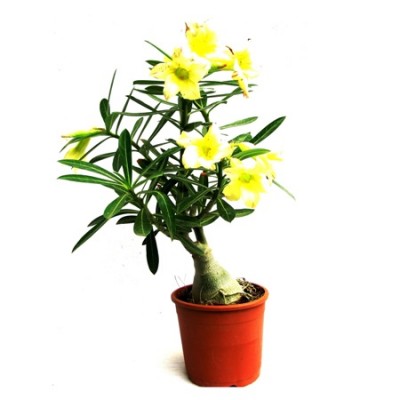 Adenium Yellow Desire(Grafted) - Adenium Lemon Ice, Adenium Obesum, Desert Rose Plant