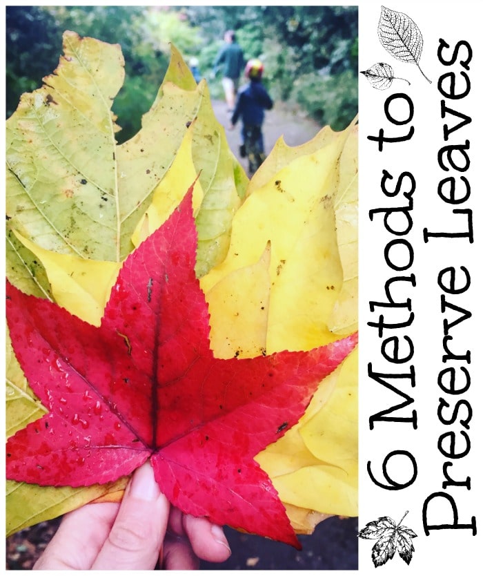 6 Methods to Preserve Leaves - but which is the best Which is the easiest and which is the cheapest #leaves #preserve #preserveleaves #leaf #fall #autumn
